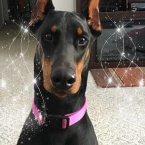 Meet your Posher, Janet